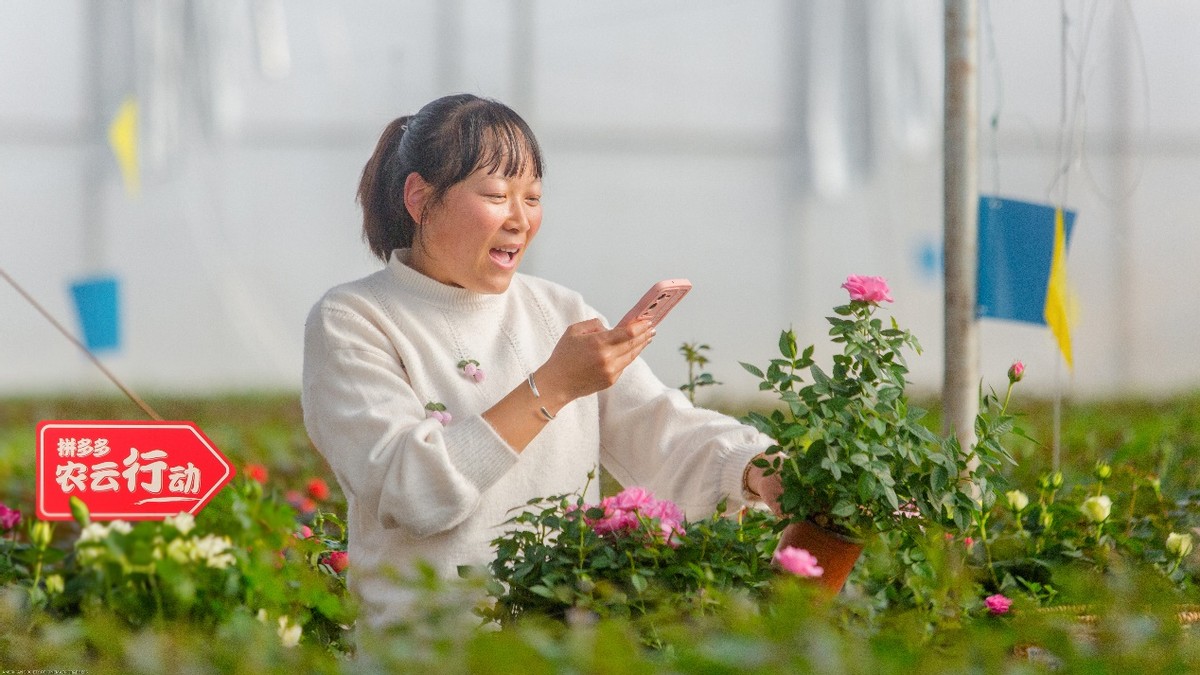 捕魚機:拼多多2022年研发费用破百亿,重投农业科技,满足用户品质需求