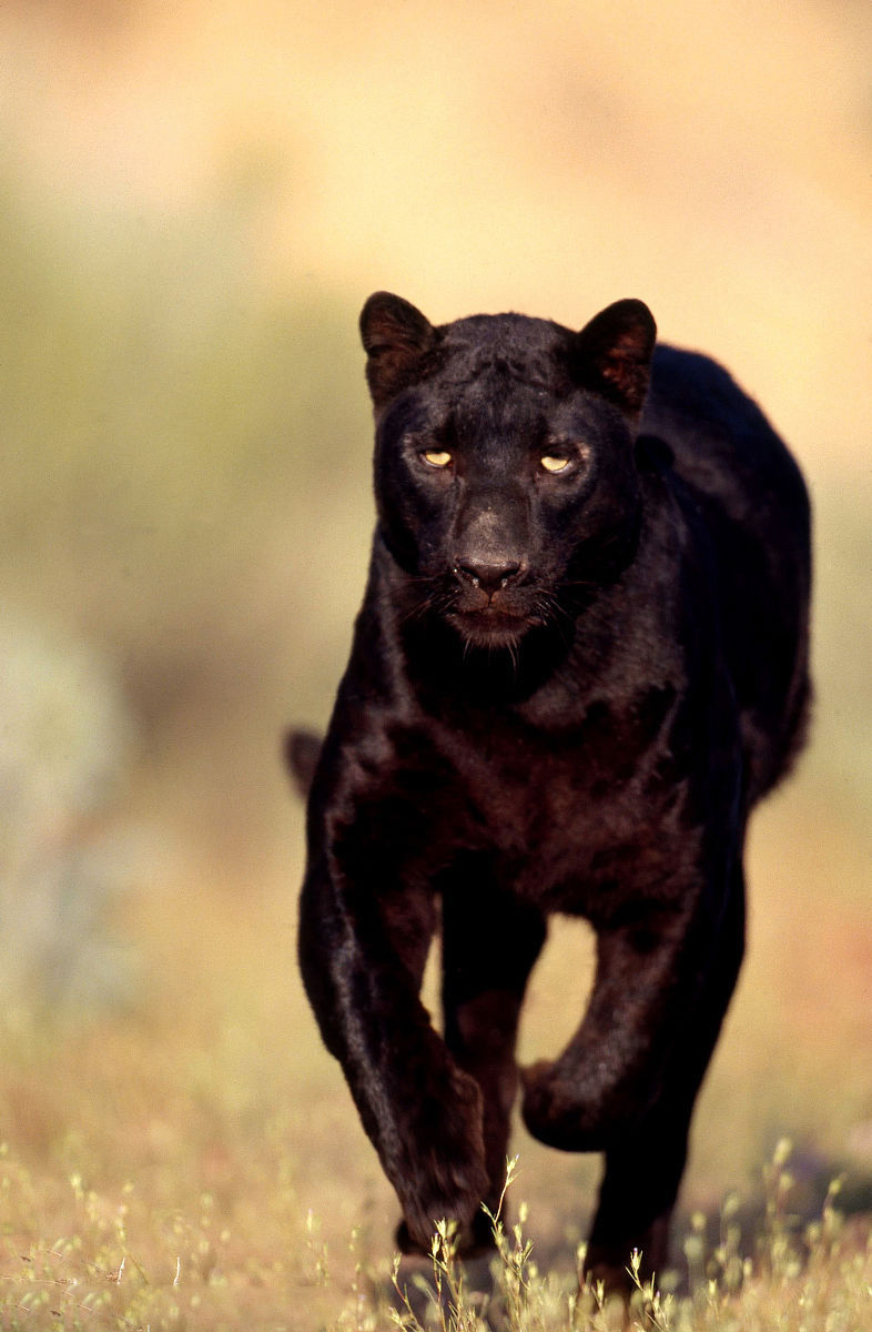 {百家樂}(黑豹black panther) {百家樂}(黑豹black panther)